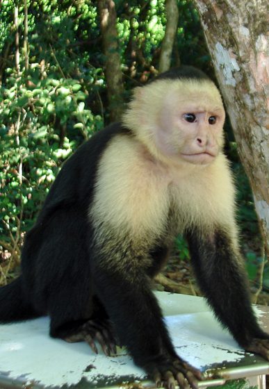 verde-mar-monkey-home